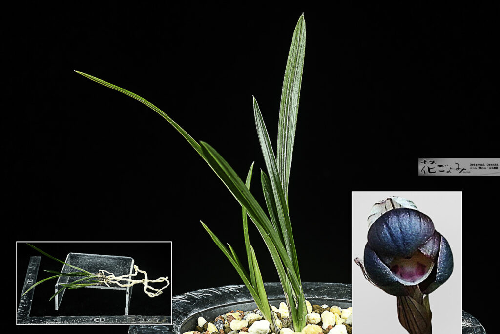 韓国産・豆紫花の希少な名花【紫夢】