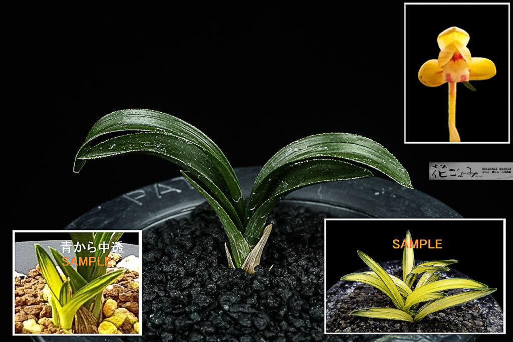 韓国産・愛嬌満点チャボ豆朱金花【宙】1 良く縞・中透を生むチャボ