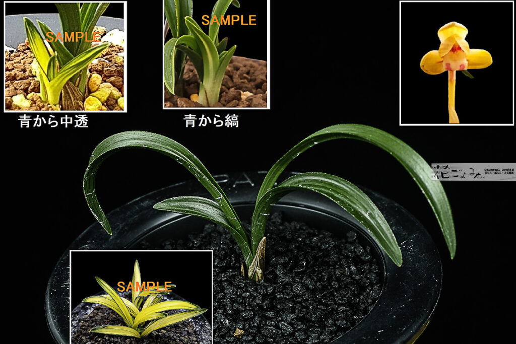 韓国産・愛嬌満点チャボ豆朱金花【宙】2 良く縞・中透を生むチャボ