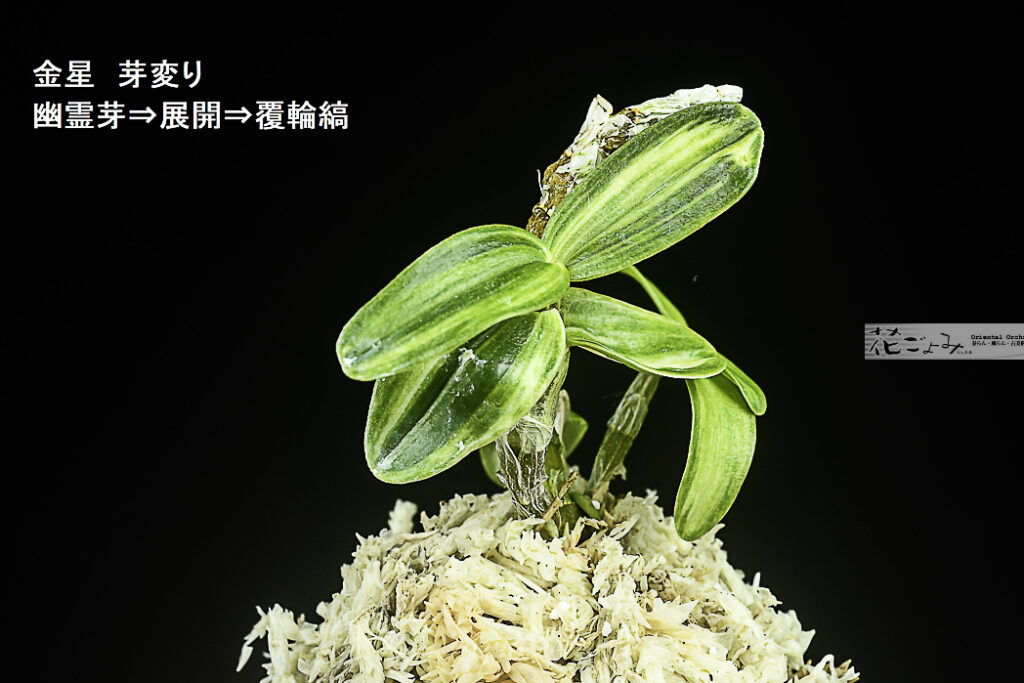 長生蘭・金星の幽霊芽・覆輪縞【明星】