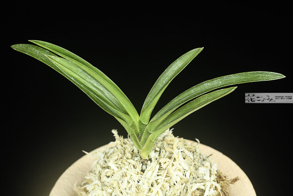 宮崎産・兜咲二弁花【雨燕】青軸青根
