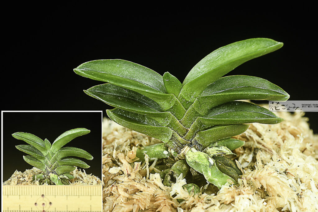 徳島産・口紅咲小型豆葉【ちび丸】子付