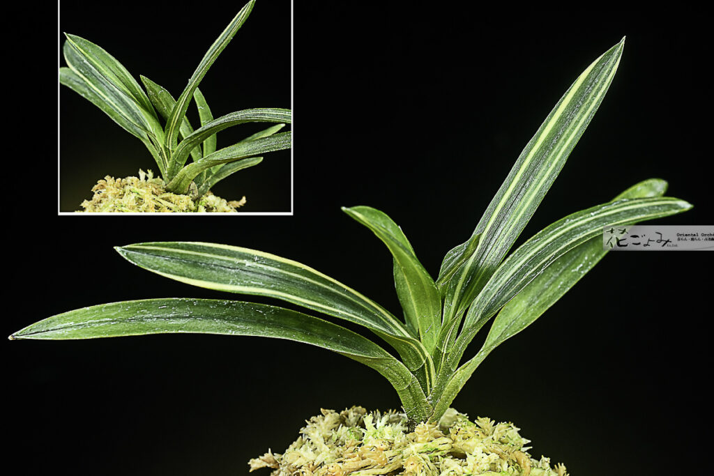 熊本産・青軸青根・白縞(散斑縞)【白妙】