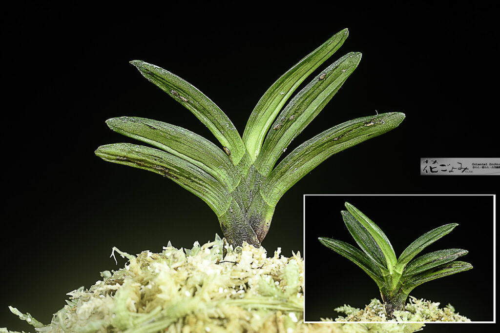 最上芸・豆葉墨芸【紫玉1】