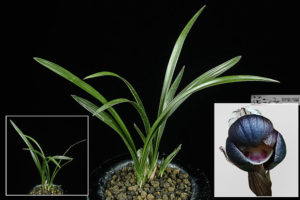 希少な花付・韓国産紫豆花【紫夢】最上木