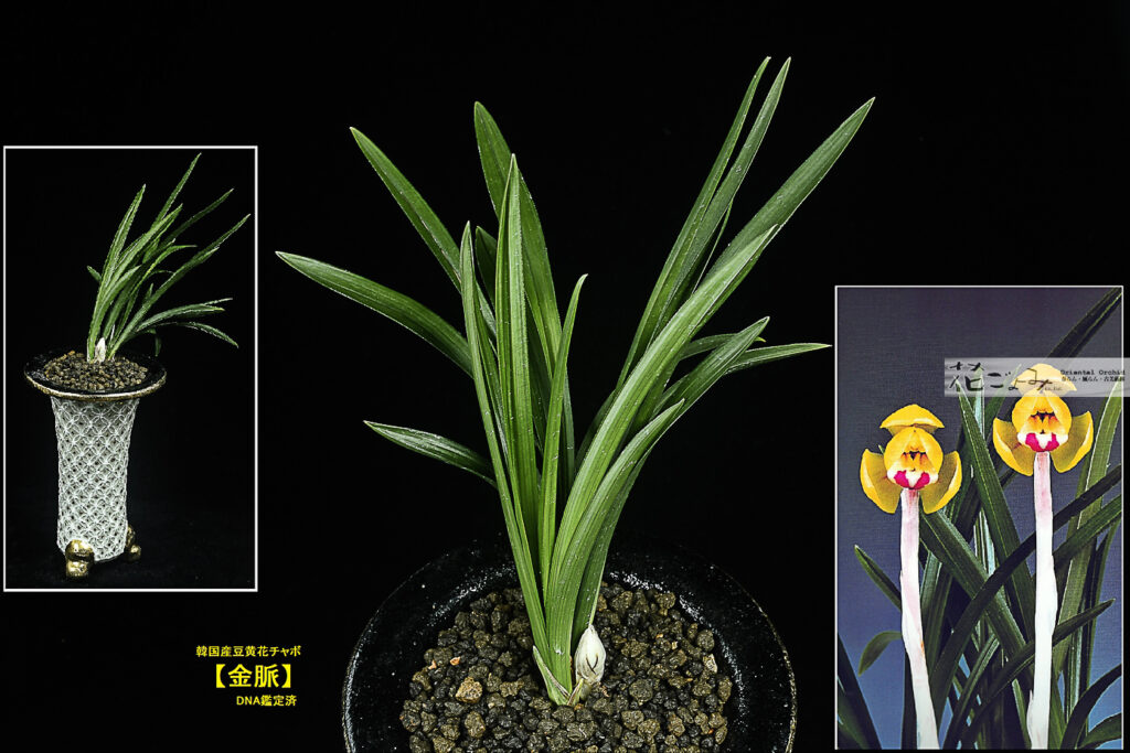 最上木花付・韓国産・豆黄花【金脈】DNA鑑定済・白七宝文蘭鉢入(希少品)