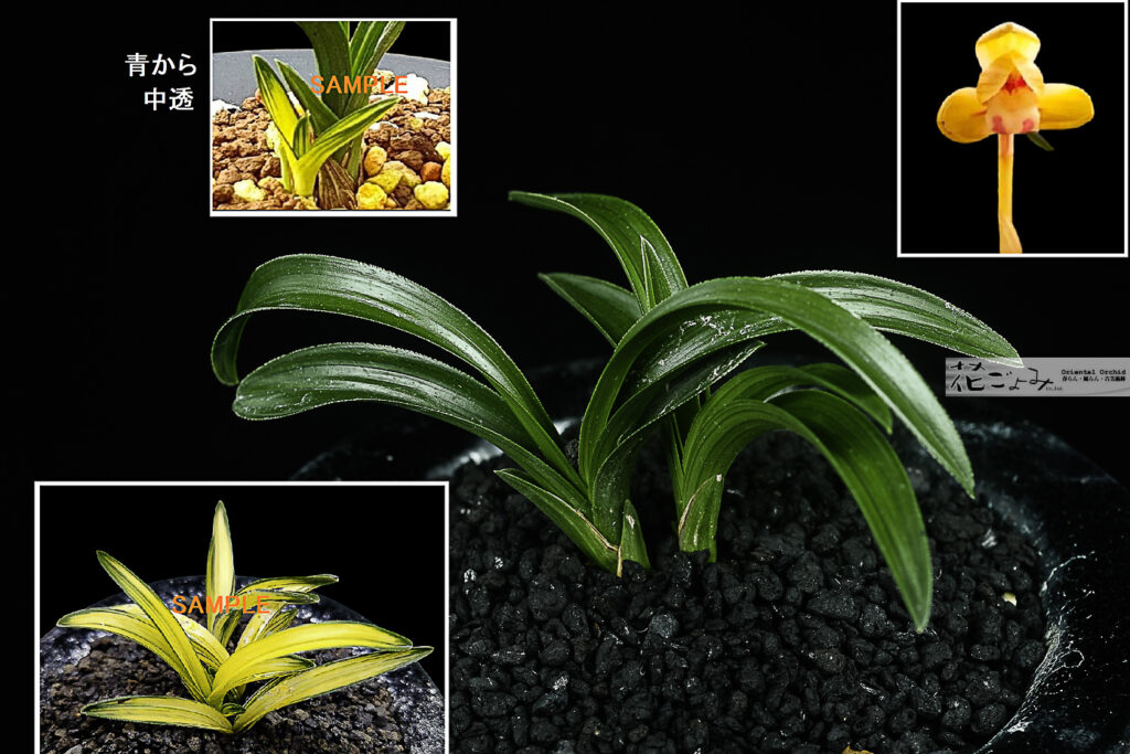 韓国産・愛嬌満点チャボ豆朱金花【宙】3良く縞・中透を生むチャボ