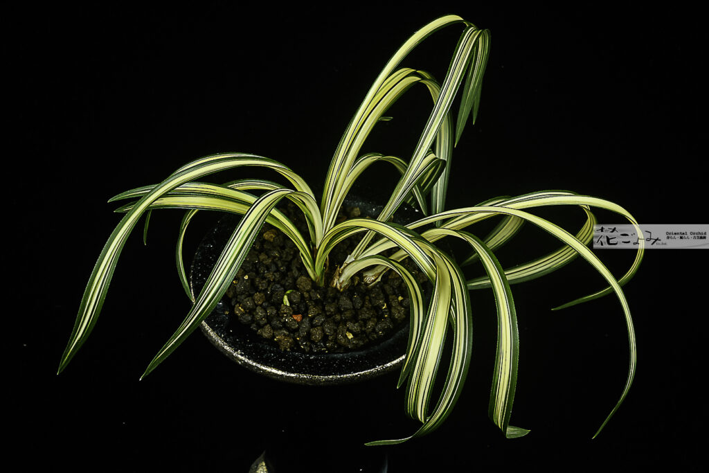 上木株立・韓国産【華秘境】