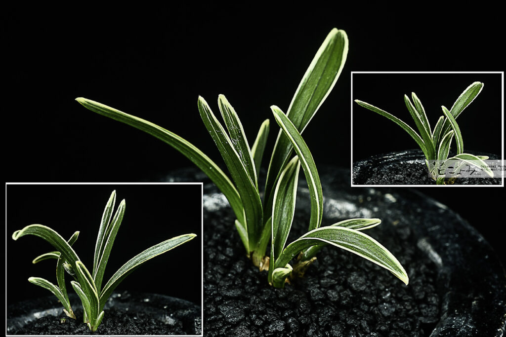 韓国産・覆輪羅紗チャボ【一寸法師】1　国内栽培品