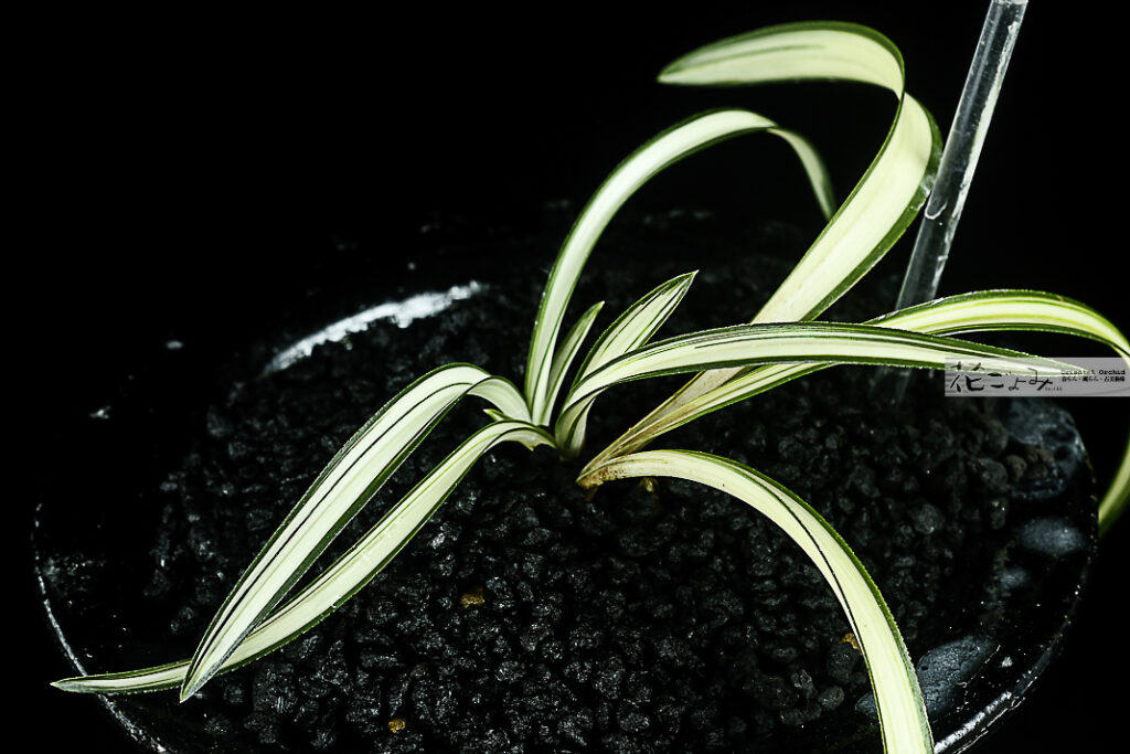 日本春蘭・チャボ系雪白中透【白光】