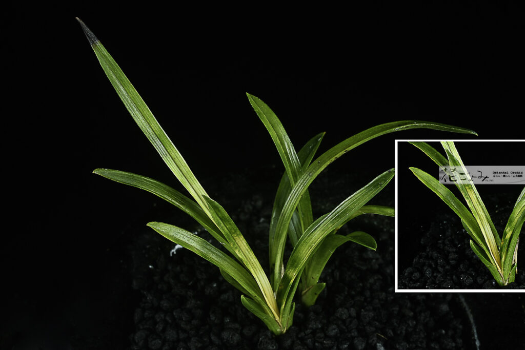 韓国産山採り【オレンジ曙小型チャボ】