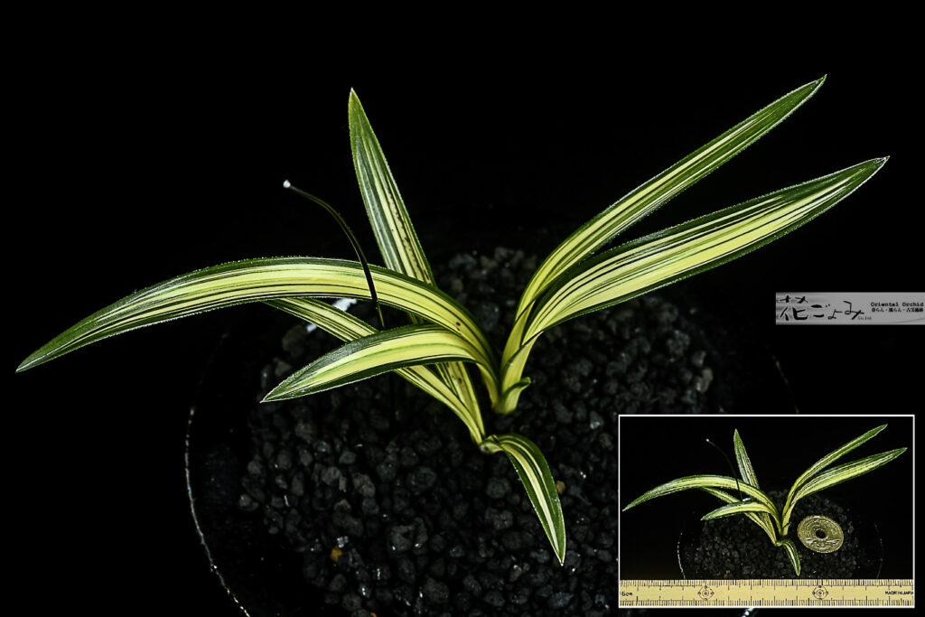 韓国産山採り【四天王Typeチャボ系中押縞】