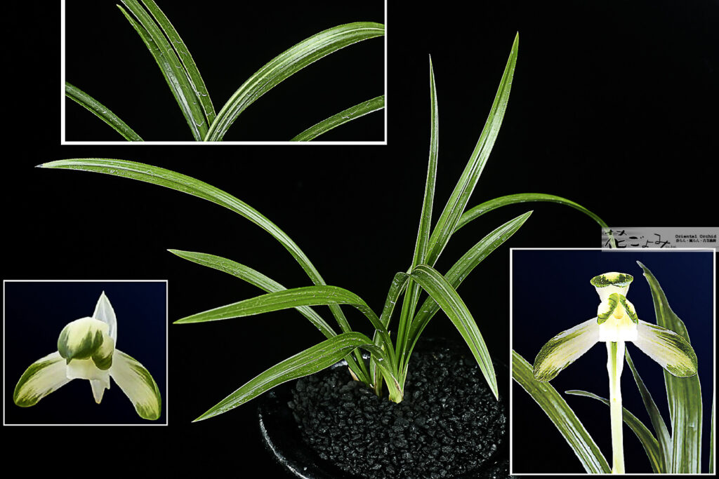 極上種木！韓国産・縞素心【錦荷素】2