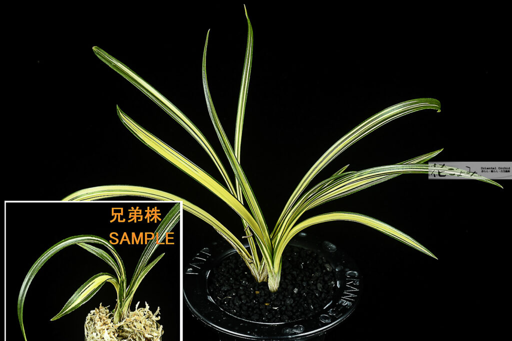 価格-￥10000～ - 東洋蘭専門店 花ごよみ | 春蘭・富貴蘭など通販