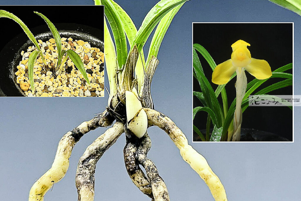 大きなアタリ付・韓国産・チャボ黄花素心【望月】