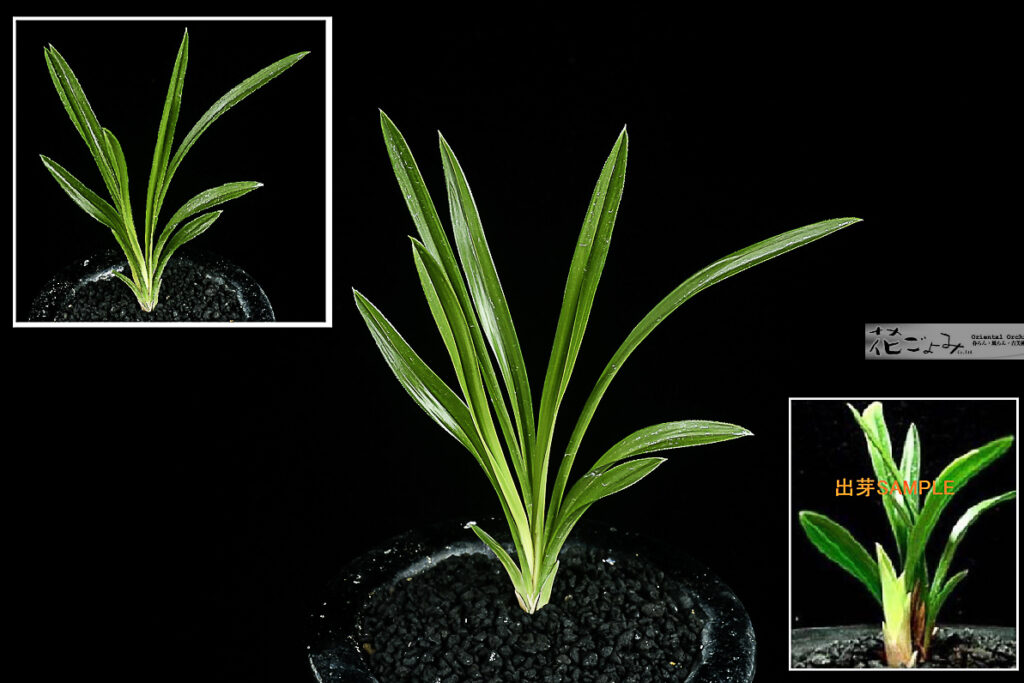 韓国産山採り【赤芽黄曙厚葉チャボ】花未確認株