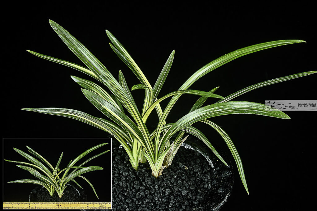 新商品 - 東洋蘭専門店 花ごよみ | 春蘭・富貴蘭など通販ならお任せ