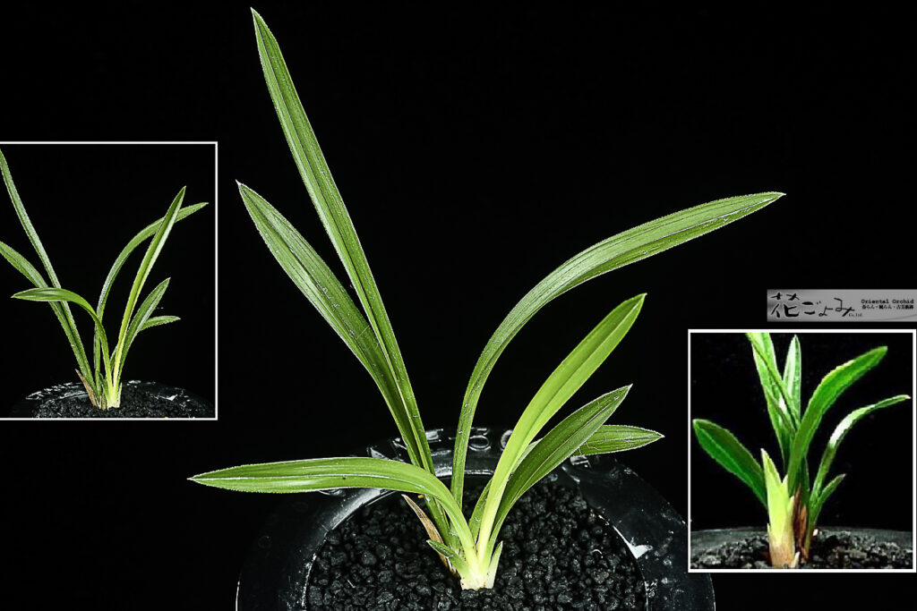 韓国産山採り【赤芽黄曙厚葉チャボ】花未確認株