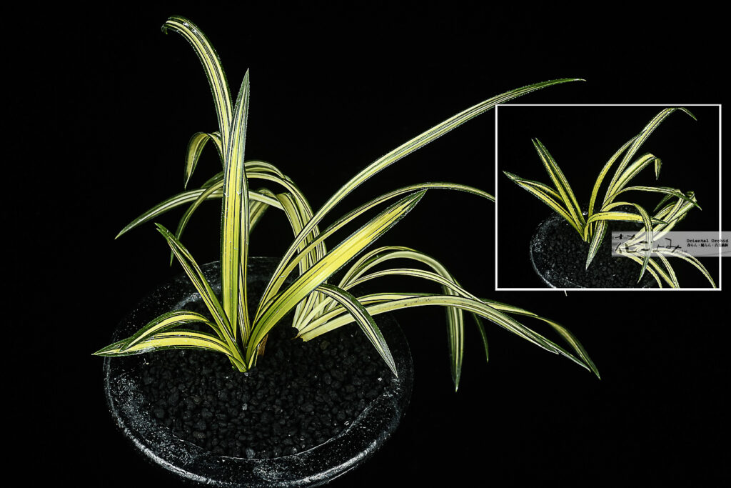 韓国産・濃紺中透【栄光】