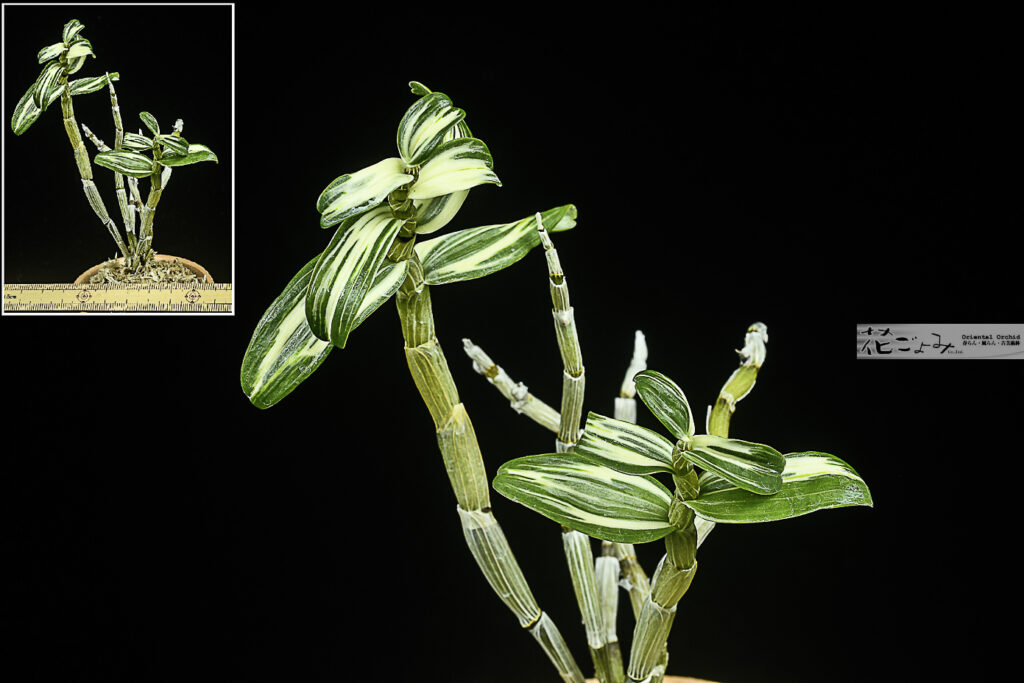 長生蘭【黒牡丹】