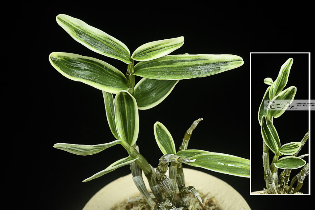 長生蘭・鶴芸大覆輪【雷電】