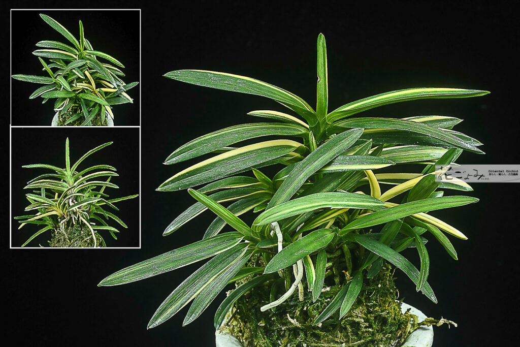 徳島産墨縞芸【阿波墨錦】