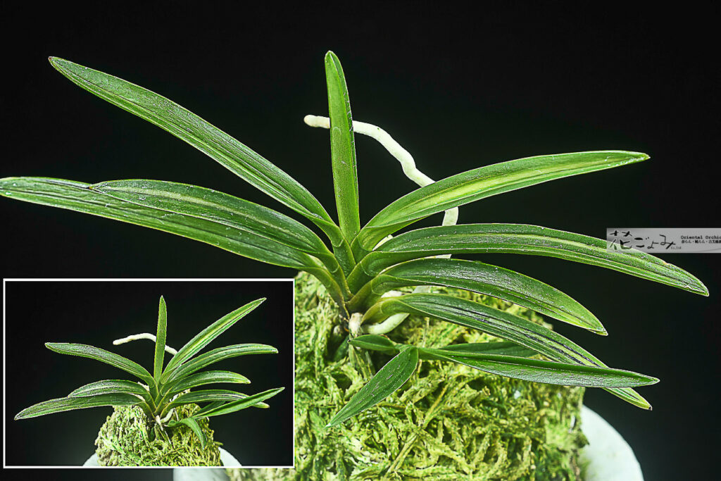 名系譜ルビー根混木瀬長寿楽柄あり子付