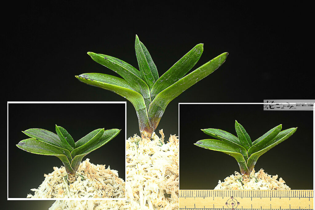 摺墨芸【天玉宝墨】