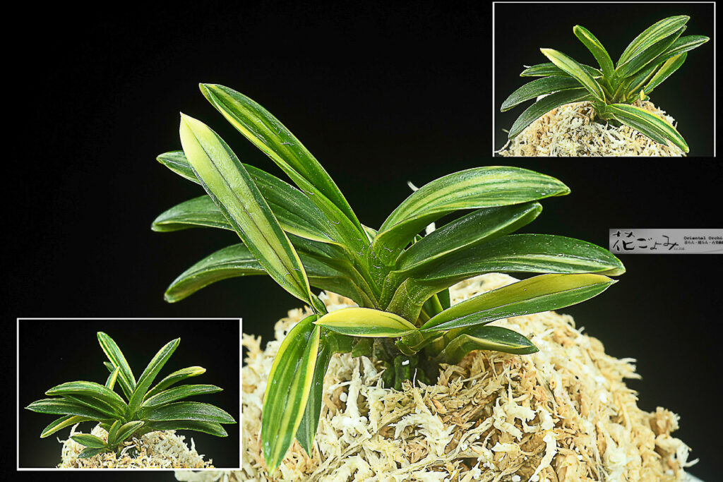 上柄株立【伊勢矮鶏縞(聖代縞)】青根