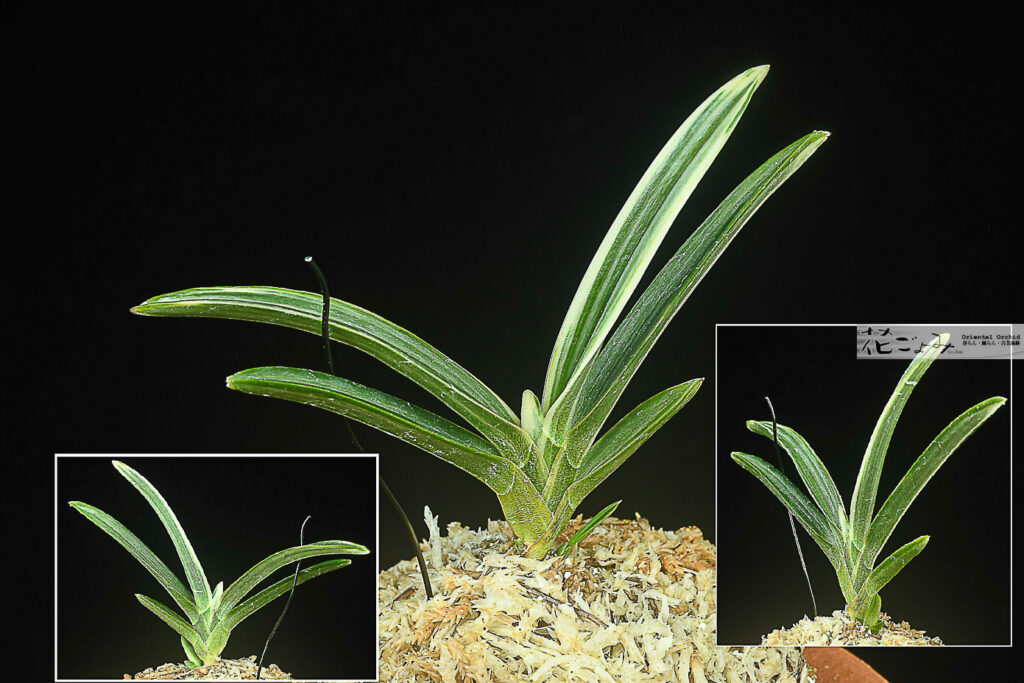 青軸青根・三光芸【天明】