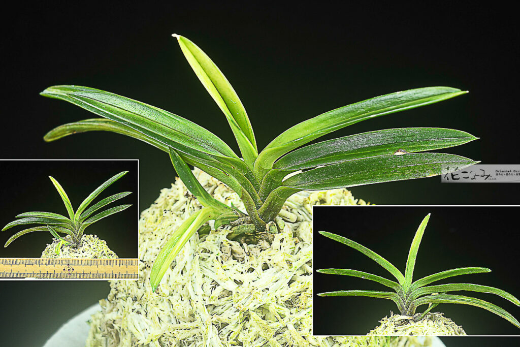 ルビー根【白縞系金牡丹】