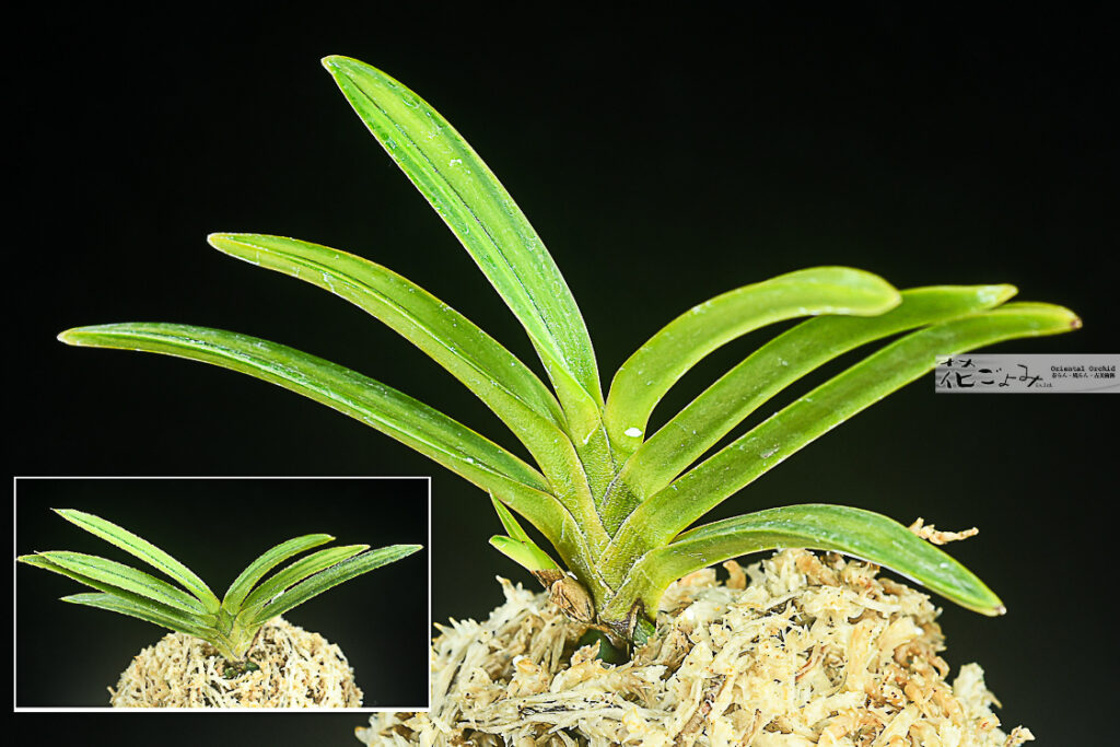 ルビー根・羆芸【歓喜天】小子付