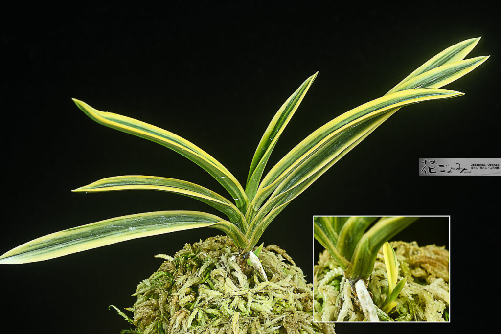 紺上良い【翠宝】子付