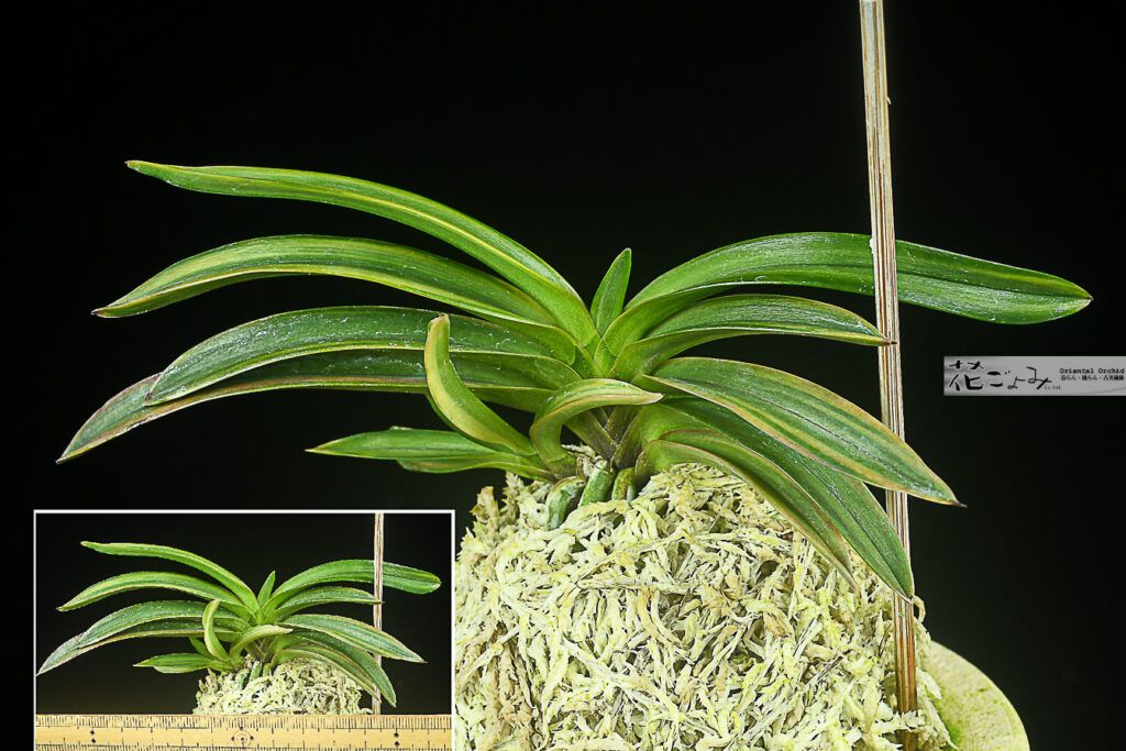 於多賀系の子付・紅覆輪【紅扇】子付