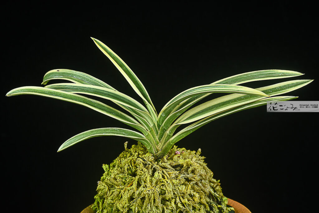 上サイズ【羆錦】