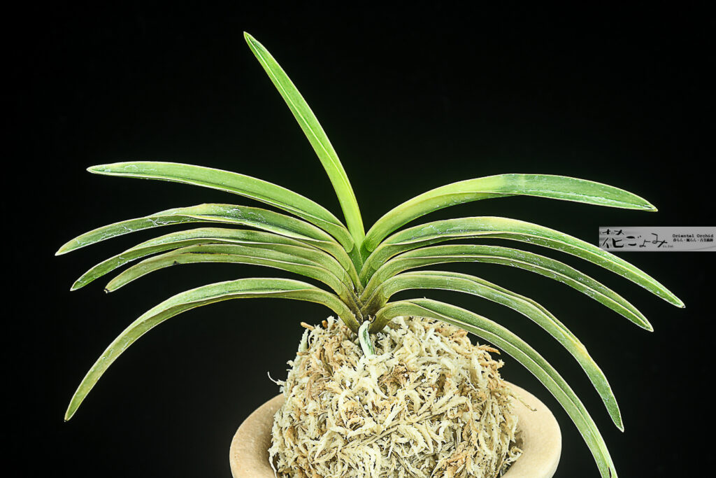 赤根【鳳凰殿】