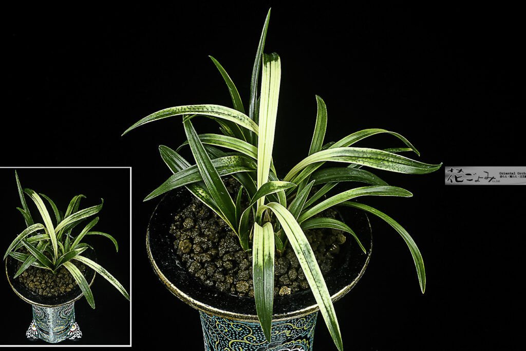 韓国産・隼TYPE丸止チャボ【颯HAYATE】錦鉢入