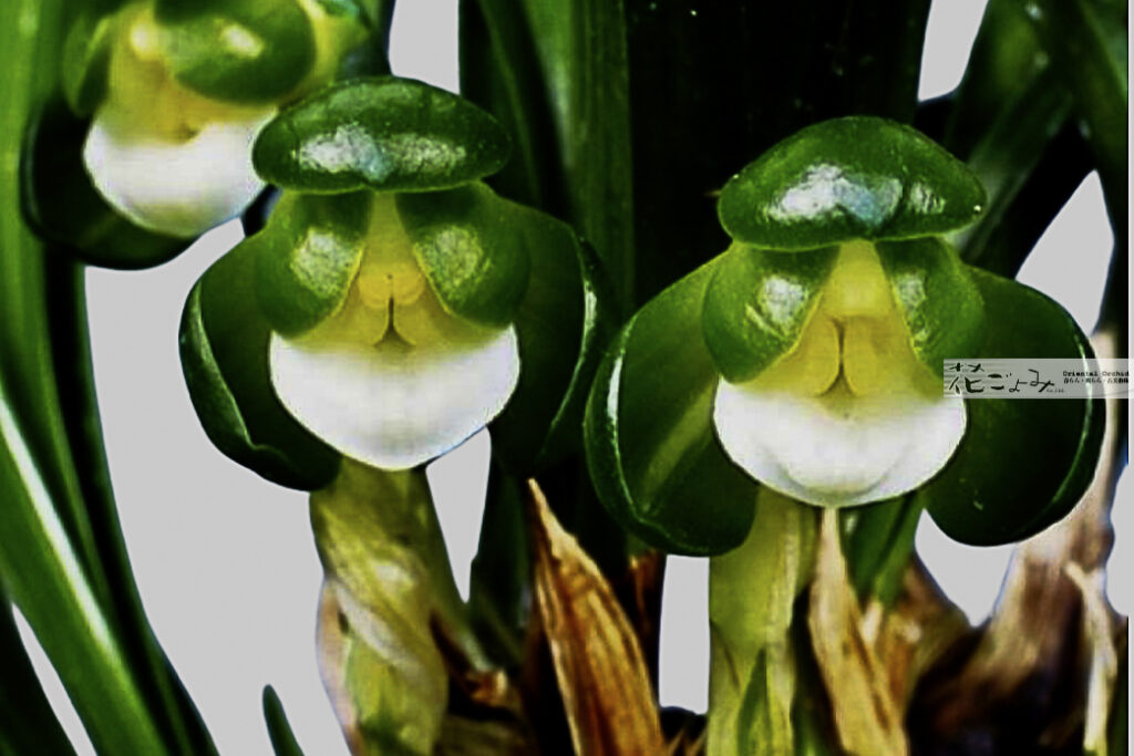 韓国産濃紺豆素心【龍正素】