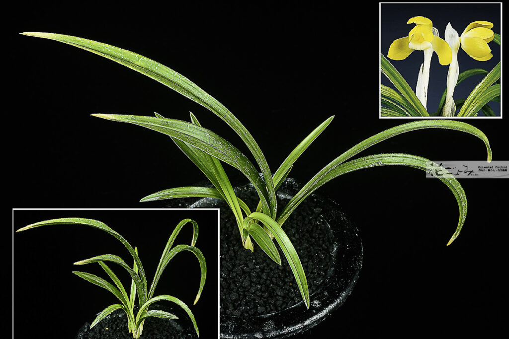 韓国産・チャボ黄花素心【望月】2