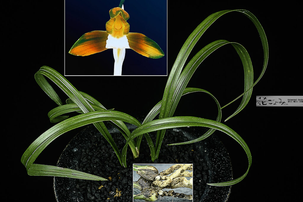 韓国春蘭・複色素心最高級品種【天運素】親株DNA鑑定済