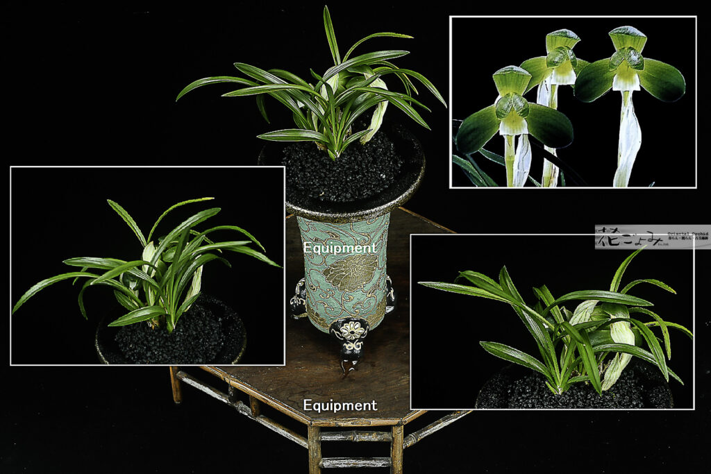 最上木3花付！韓国産チャボ梅弁素心【一蘭素】(鉢別)全国大会出品予定株