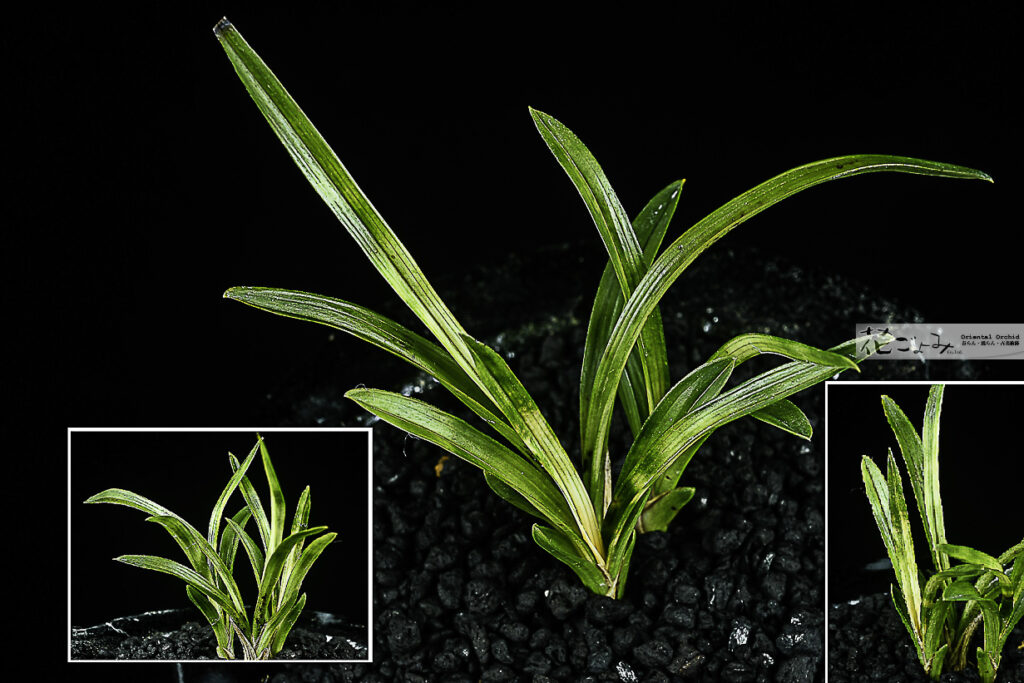 韓国産山採り【ルビー曙小型チャボ】