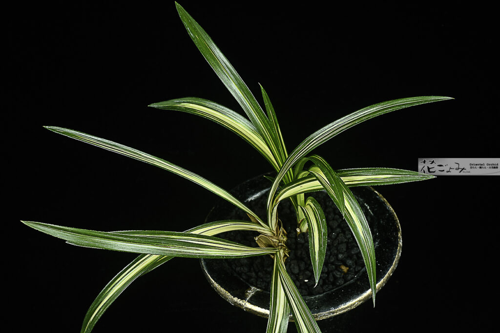 愛嬌満点‼韓国産・厚葉濃紺中透【玉山】