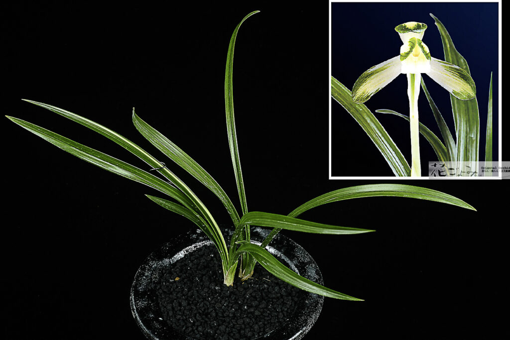 極上根！韓国産・縞素心【錦荷素】