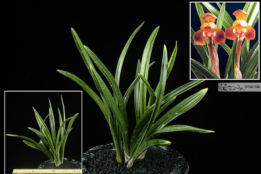 韓国産・豆朱金花チャボ【萬物】最上木