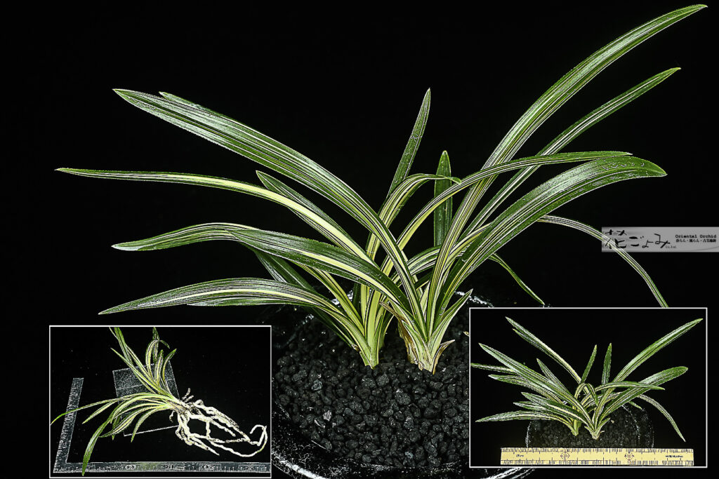 韓国産【無銘チャボ系中透】