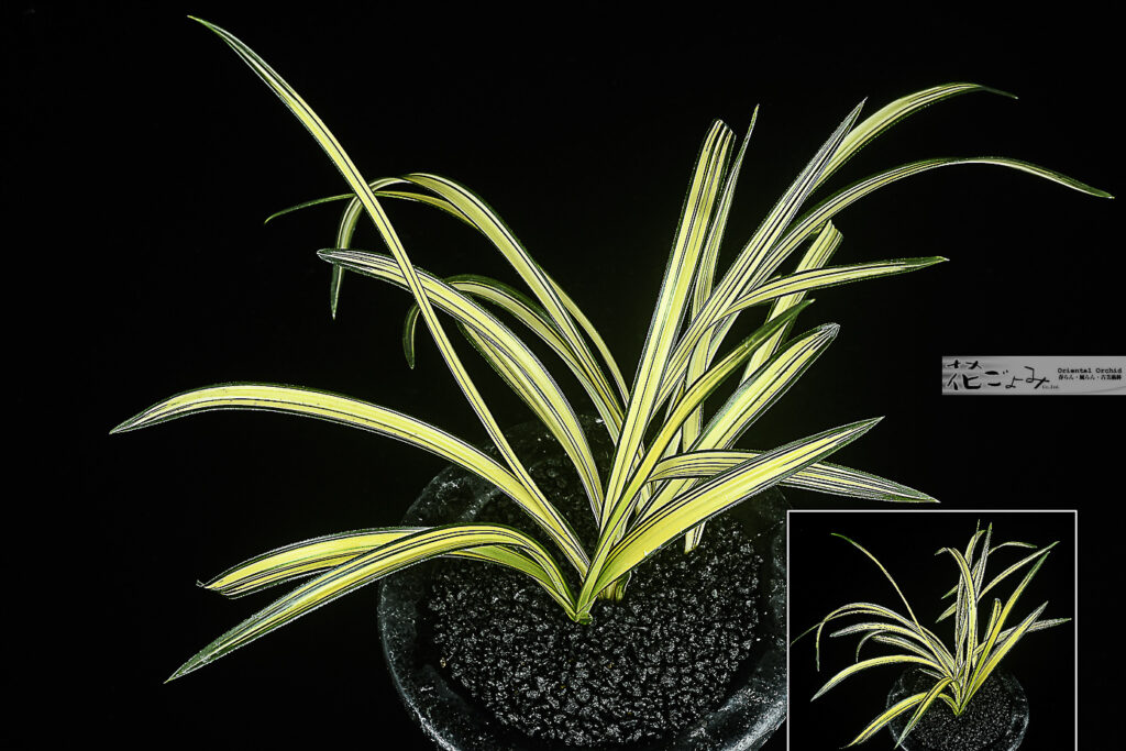 上木・韓国産濃紺中透【栄光】