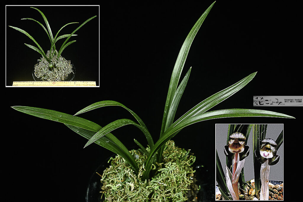 花付・韓国産紫豆花【紫夢】