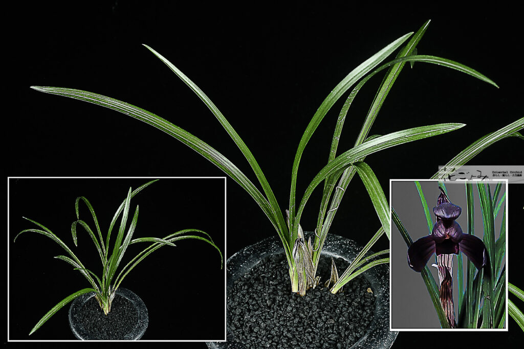 2花付最上木・紫ベタ舌紫花【墨】