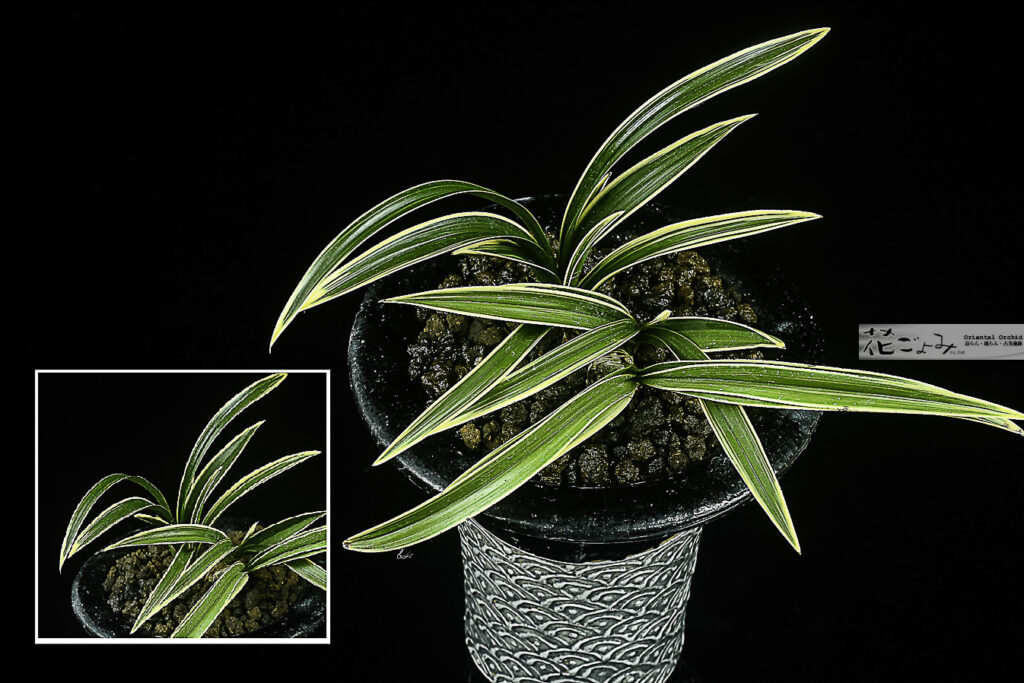 愛嬌満点！韓国産厚葉チャボ覆輪【仁壽峰】弊社別注鉢入